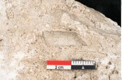 Foto (Detailansicht) von Fraxinus frangula L. (NHMW-GEO-2024-0188-11314)